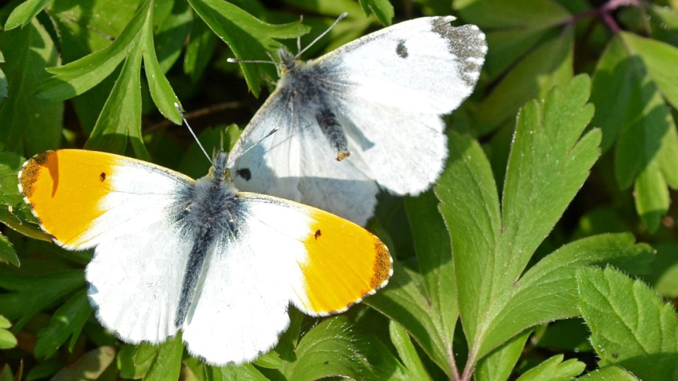 Dramatisches Insektensterben - mehr zum Thema ...