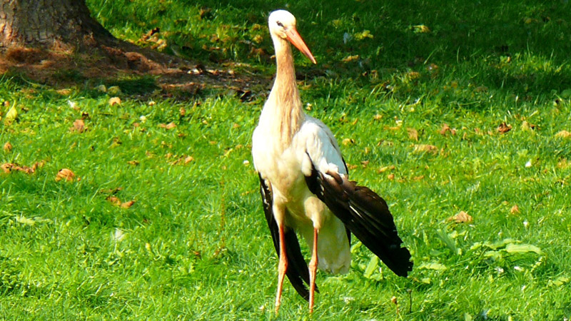 verletzter Storch