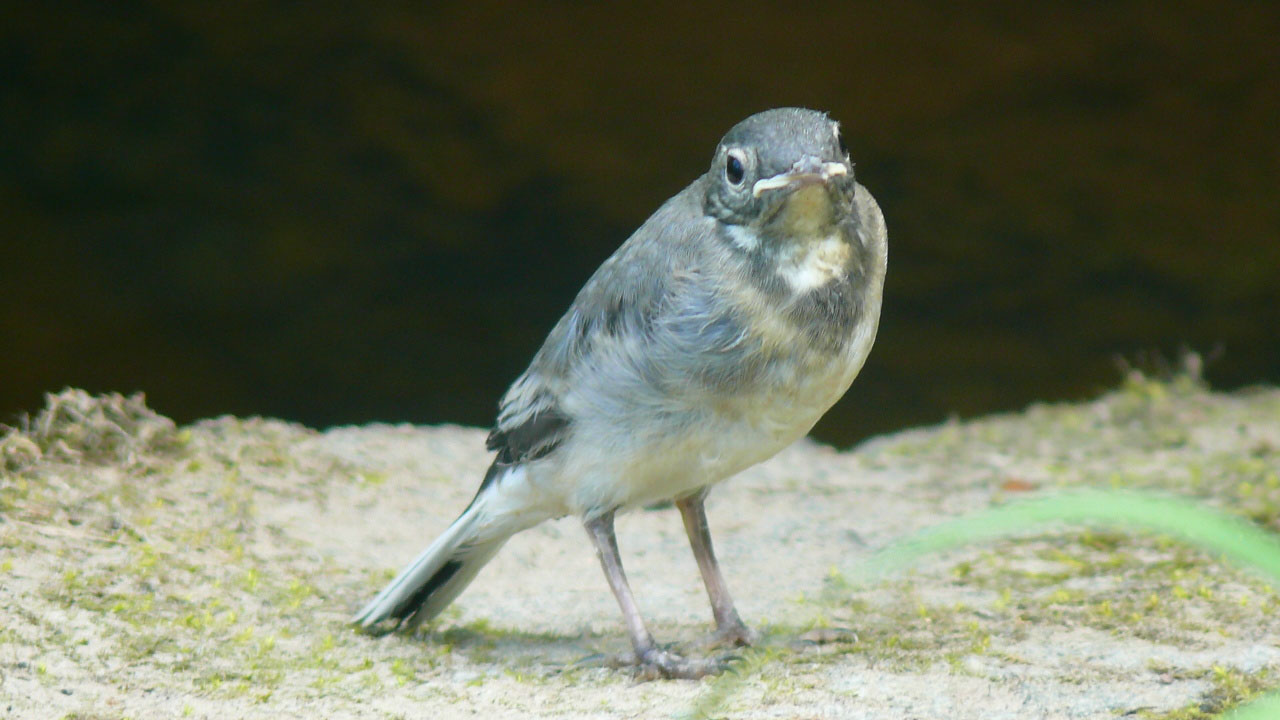 Mehr zum Thema: Jungvogel entdeckt?