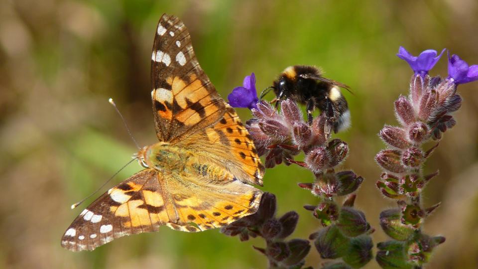 Natur beobachten in Nordvorpommern