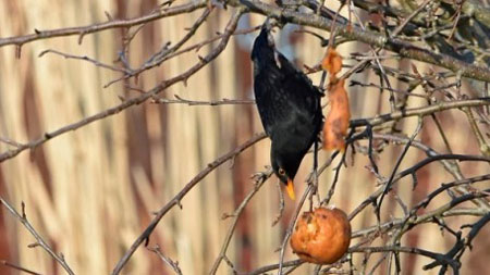 Akrobatische Amsel