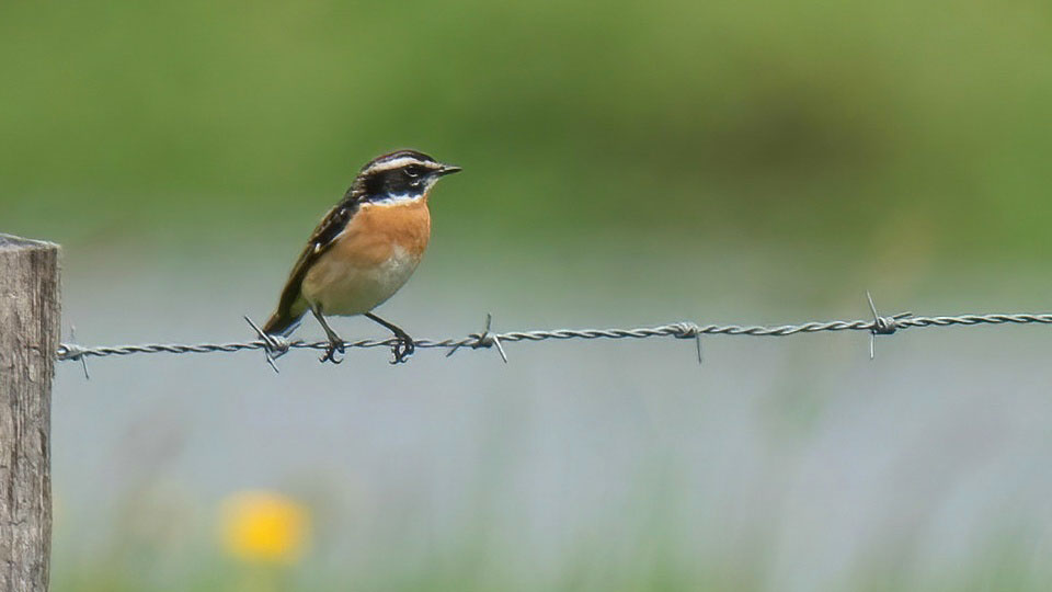 Mehr Informationen Vogel des Jahres