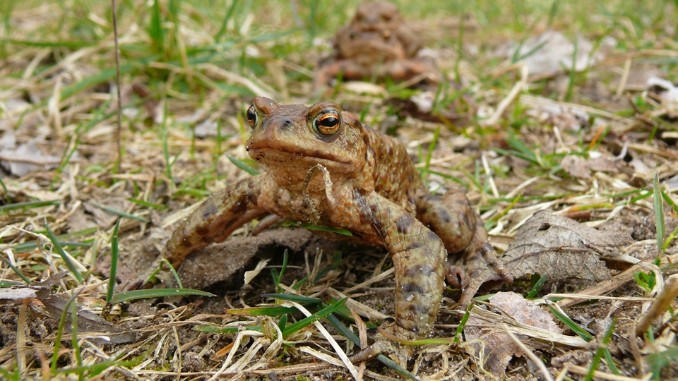 Achtung, die Osterkröten kommen!