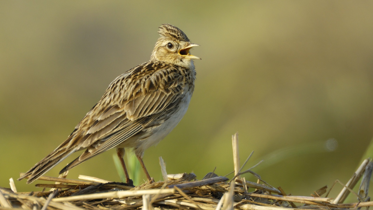 Die Feldlerche ist Vogel des Jahres 2019
