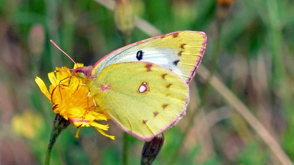 Der Schmetterling des Jahres 2017 - mehr zum Thema ...