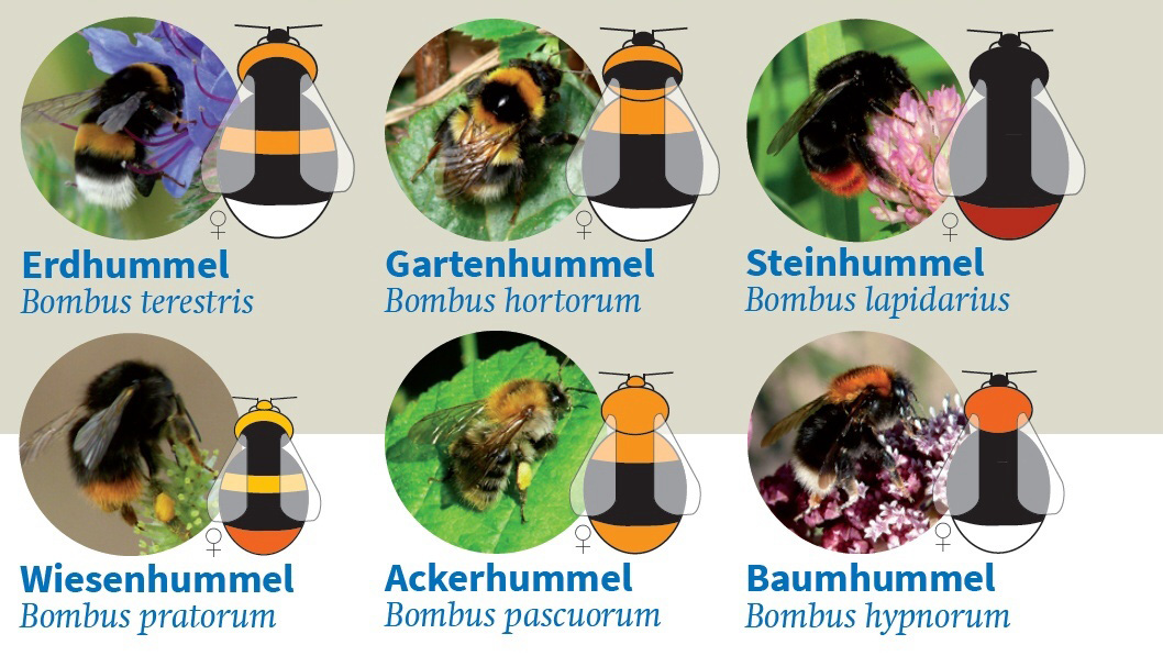 zum NABU-Naturgucker ...