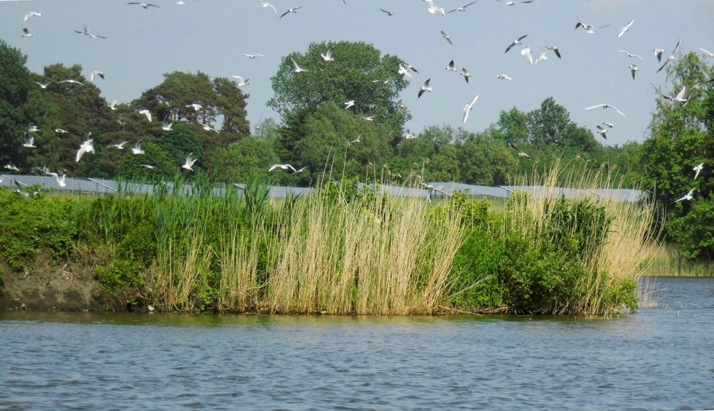 Möweninsel im Bernsteinsee