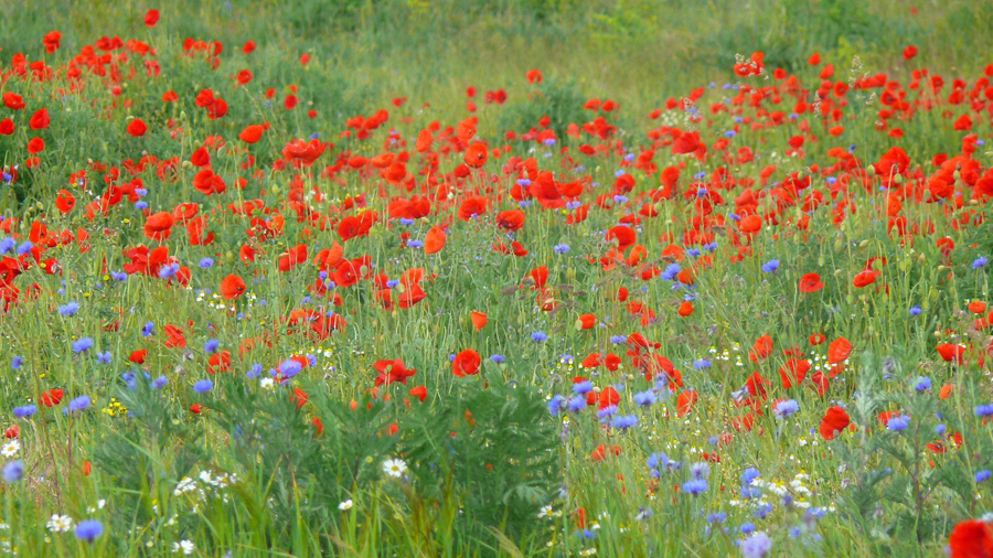 Klatschmohn ist Blume des Jahres 2017