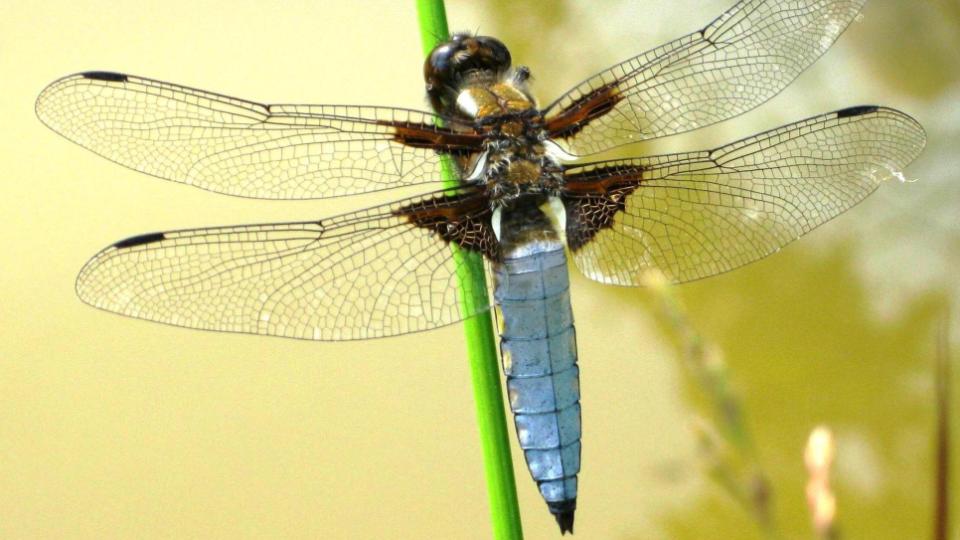 Libellen am Gartenteich - bitte weiterlesen ...