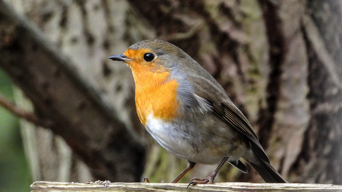 Mehr zum Thema: Winterzeit beim Jahresvogel