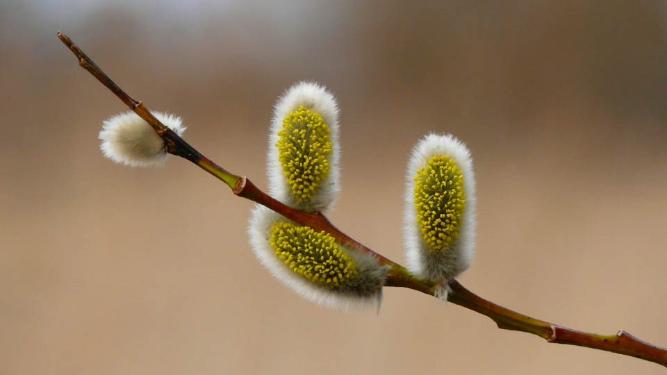 Im Vorfrühling aufblühende Sal-Weide