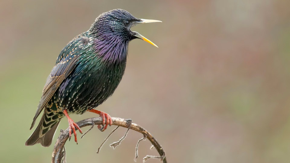 Der Star ist Vogel des Jahres 2018