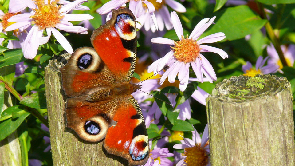 Mehr zum Thema: Überwinterung bei Insekten