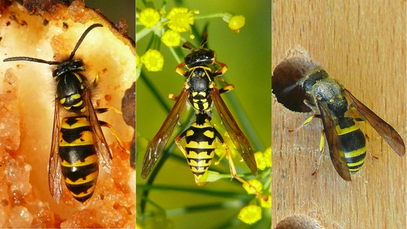 NABU gibt Tipps zum richtigen Verhalten bei Wespenbesuch