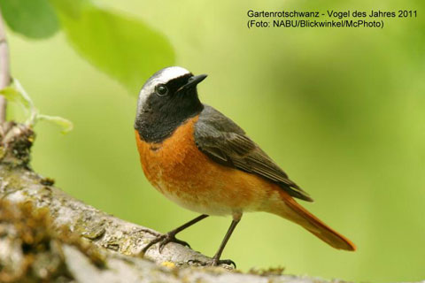 Projektbericht "Mehr Rotschwanz im Garten"