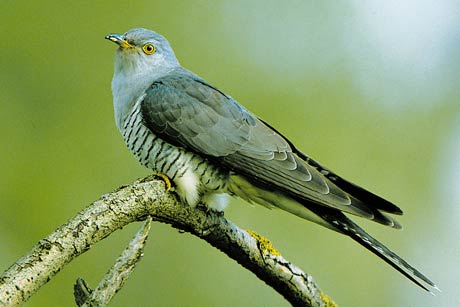 Turmfalke in der Freien Grundschule Prerow