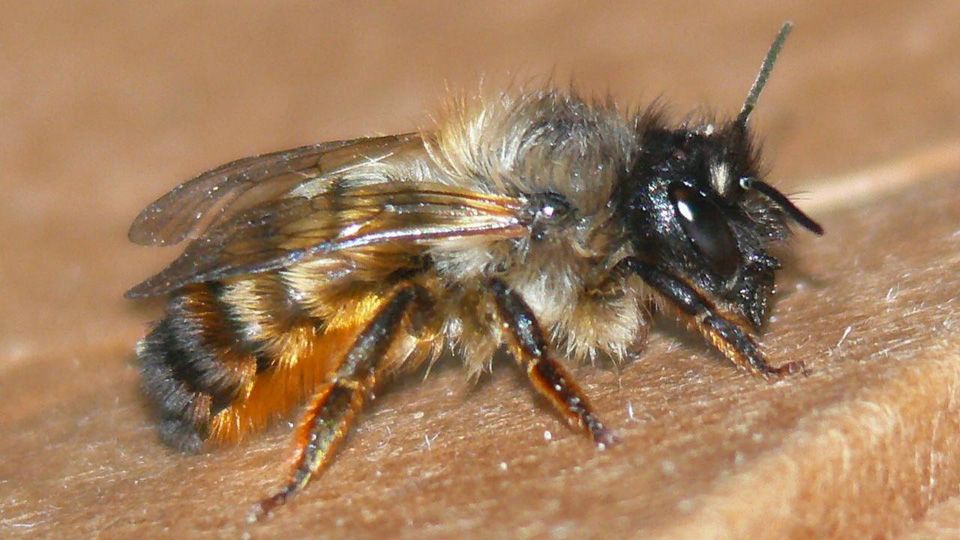 Das Weibchen der Rostroten Mauerbiene (Osmia bicornis)