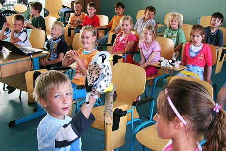 Turmfalke in der Freien Grundschule Prerow