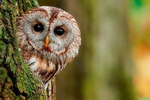 Vogel des Jahres auf www.NABU.de ...