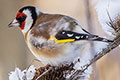 Vogel des Jahres auf www.NABU.de ...